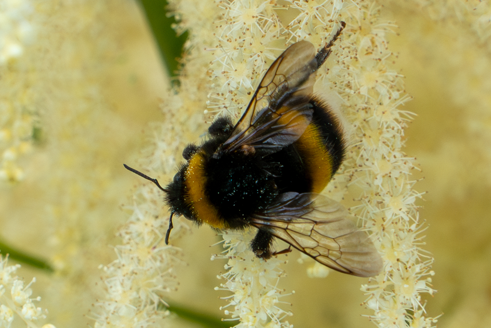Photography by Chris Allington